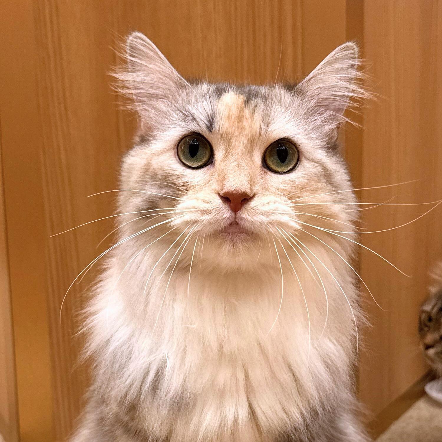 あんじゅ
